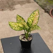 Aglaonema 'Etta Rose'