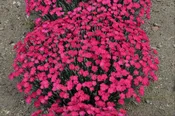 Dianthus paint 'The Town Magenta'
