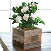 Gardenia in Reclaimed Wood