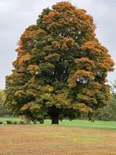 Sugar Maple