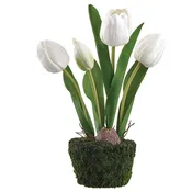 10.5 Inch Tulip in Soil With Moss