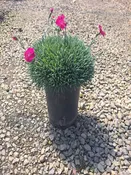 Dianthus, Neon Star #1