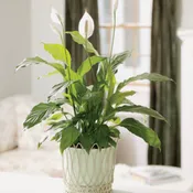 Peace Lily 8"
