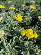 Achillea