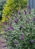 ‘Miss Violet’ Butterfly bush (Buddleia miss ‘Violet’) – 3 gallon