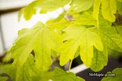 Acer campestre 'Postelense' European Hedge Maple