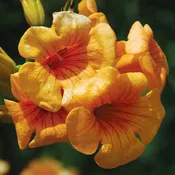 Trumpet Vine, Yellow Summer Jazz Sunrise Gold Trumpet Vine