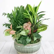 Living Roots Dish Garden