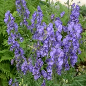 Aconitum fischeri (Monkshood)