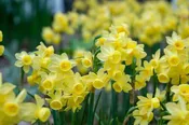 Angel's Breath Daffodil (25 bulbs) — Hidden Springs Peony Farm