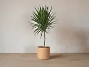 Dracaena Tarzan — Mother Co., Plants