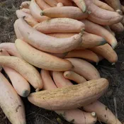 Winter Squash, North Georgia Candy Roaster