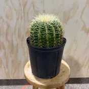Golden Barrel Cactus 10” pot — Urban Planting Cleveland