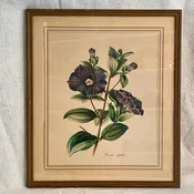 Antique Framed Offset Lithograph by Louis Van Houtte, Pleroma elegans — Summer Porch Vintage Living Sacramento