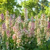 Southern Charm Verbascum