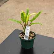 Alocasia lauterbachiana 'Mint'