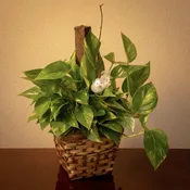 Pothos Ivy