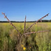Big Bluestem (Andropogon gerardii)