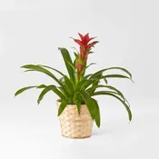 Bromeliad Plant