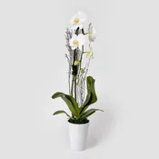 Elegant Orchid Arrangement