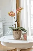 CALABASAS ORCHID BLISS IN SOFT SUNRISE