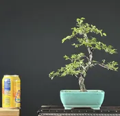 Cork Bark Chinese Elm Bonsai ST0441