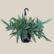 Blue Star Footed Fern Hanging Basket (Phlebodium Aureum) - 8 Inch Indoor Houseplant