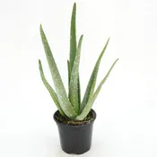 Aloe vera 4 IN