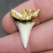 18ct Gold Plated Modern Great White Shark Tooth – modgldgw-2