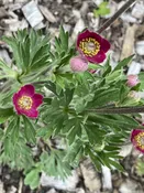 Anemone multifida  Cutleaf anemone, Pacific anemone Z 2-6