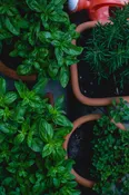 Herb Spiral Gardening Plan created by Humble hive Consulting