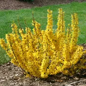 SHOW OFF® SUGAR BABY® Forsythia | Proven Winners®
