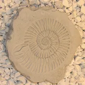 Ammonite Stepstone
