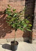 14" ficus audrey — the plant gays