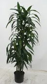 10" Dracaena Hilo Girl 4'