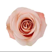 Apricot/Peach Ocean Mist Roses