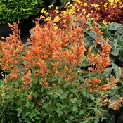Agastache ‘Kudos Mandarin’
