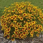 Coreopsis verticillata 'Curry Up' PP28521 ~ Sizzle & Spice® Curry Up Coreopsis