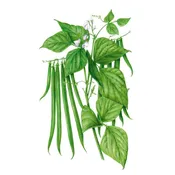Antigua Bush Bean Seeds