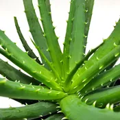 Aloe Vera, 4″ Pot