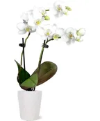 POTTED ORCHID PLANT