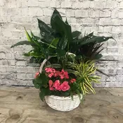 Dish Garden G6-C