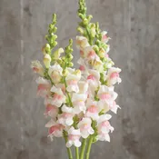 Antirrhinum majus ‘Maryland Appleblossom’ Snapdragon