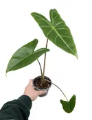 Alocasia 'Zebrina' 4" - Elephant Ear