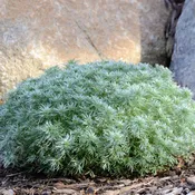 Artemisia, Silver Mound