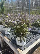 Heaven Scent Jacob's Ladder