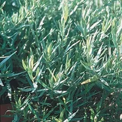 Artemisia dracunculus 'Sativa' (3.5") | French Tarragon (3.5")