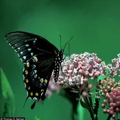 Asclepias incarnata<br>Swamp Milkweed Seed
