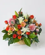 APRICOT DAHLIA DELIGHT