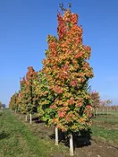 Apollo® Maple | Acer saccharum 'Barrett Cole' — Northwest Shade Trees